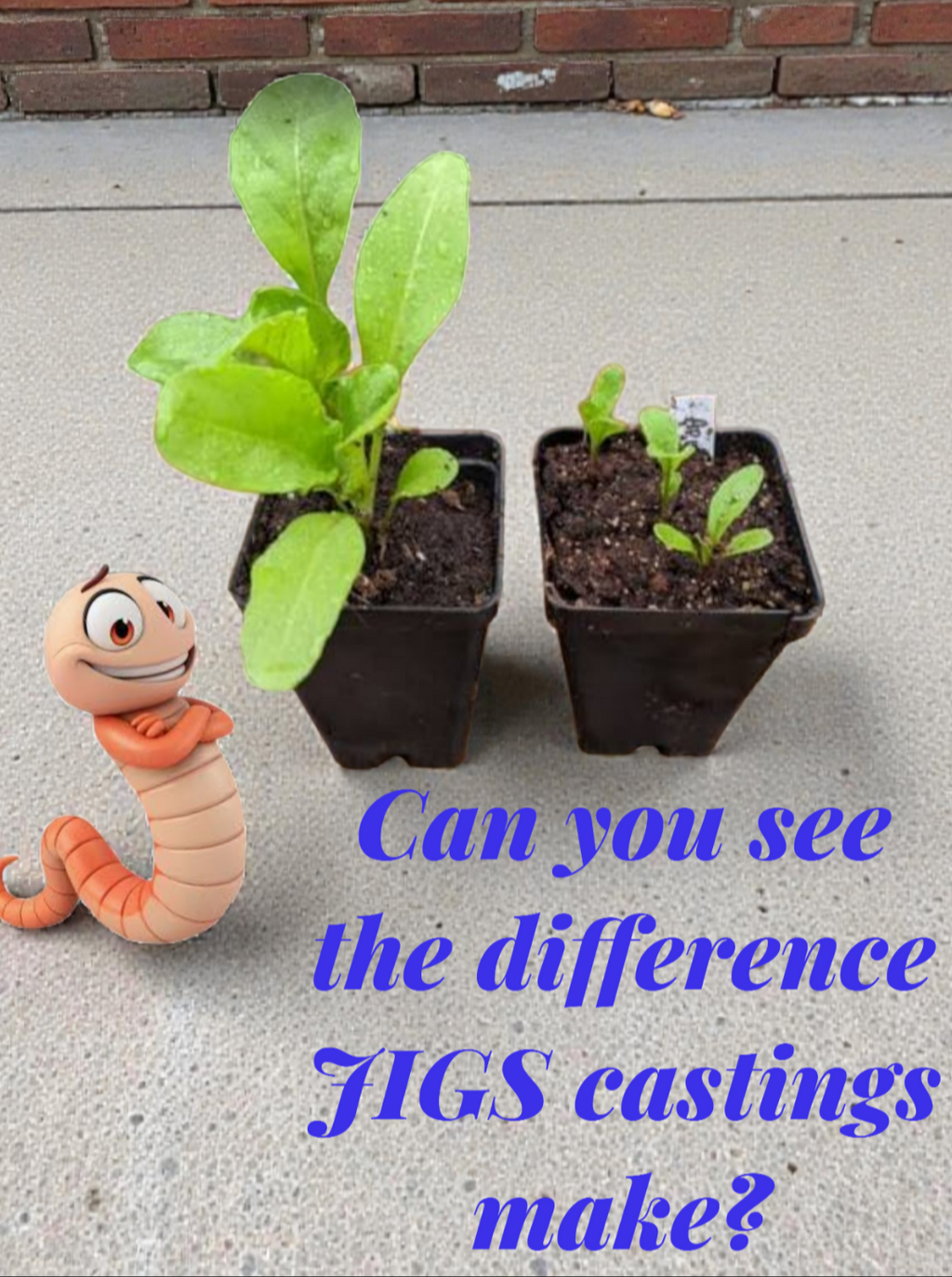 (JIGS) 100 LIVE EUROPEAN NIGHTCRAWLERS (EURO'S), Medium to Large Sized. Used for Composting or Bait.  No Manure!