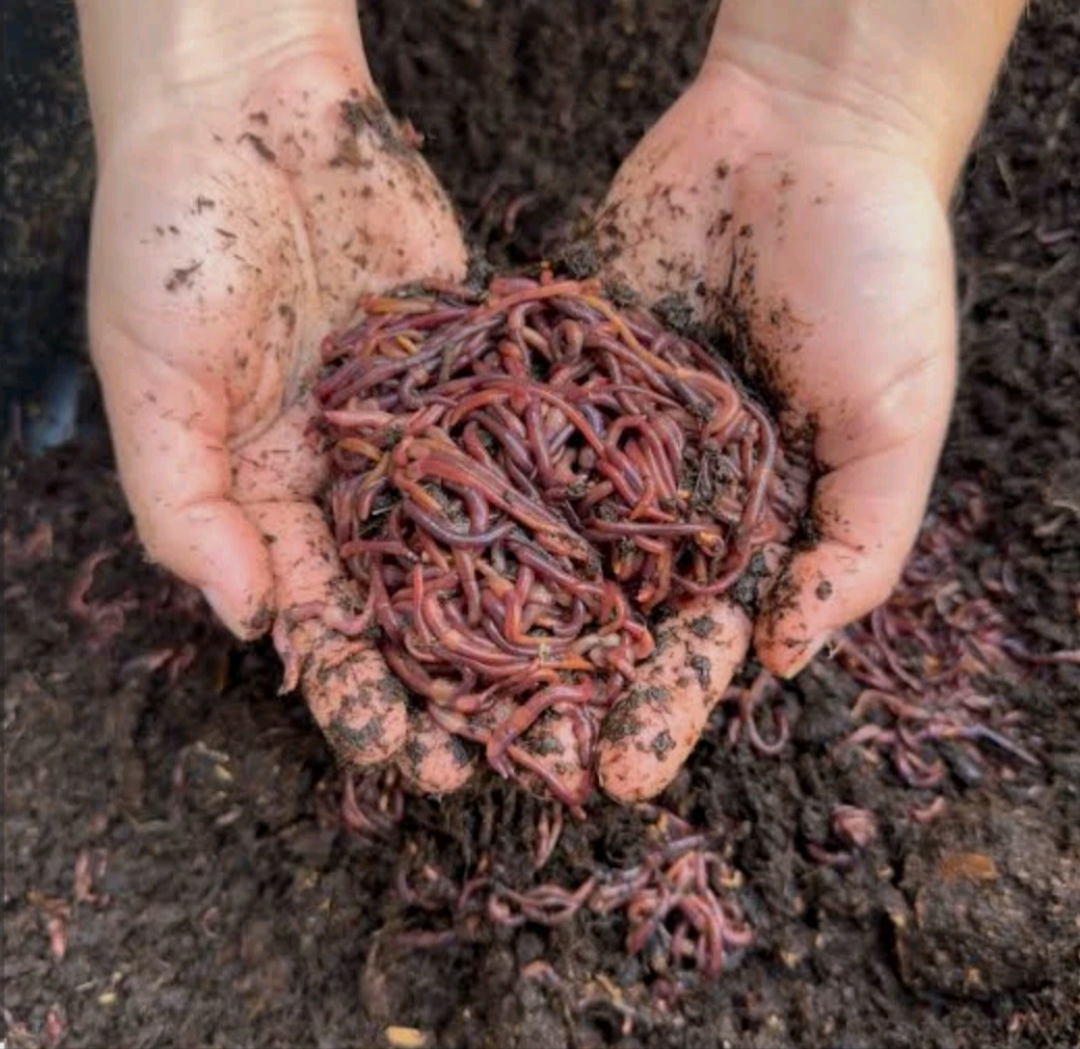 (JIGS) 100 LIVE EUROPEAN NIGHTCRAWLERS (EURO'S), Medium to Large Sized. Used for Composting or Bait.  No Manure!