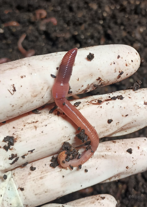 (JIGS) 100 LIVE EUROPEAN NIGHTCRAWLERS (EURO'S), Medium to Large Sized. Used for Composting or Bait.  No Manure!