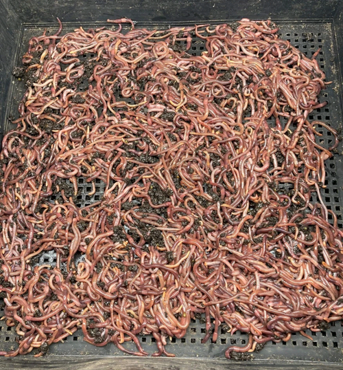 (JIGS) #1 RED WIGGLERS COMPOSTING WORM MIX, Both - Euros & Wigglers Mixed! FREE PRIORITY MAIL SHIPPING!